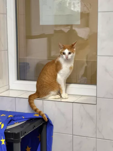 neuestes Tier in der Vermittlung