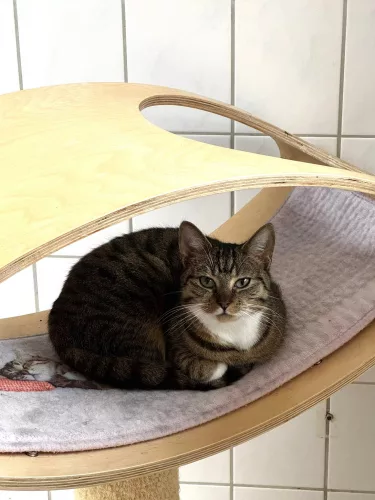 Beitragsbild ehemaliges Tier