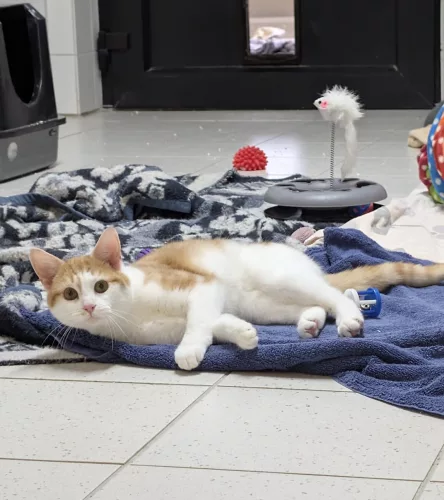 Beitragsbild ehemaliges Tier