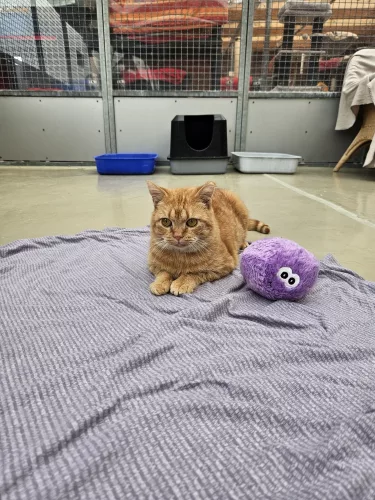 Beitragsbild ehemaliges Tier