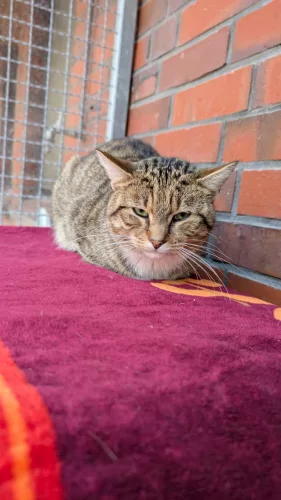 Beitragsbild ehemaliges Tier