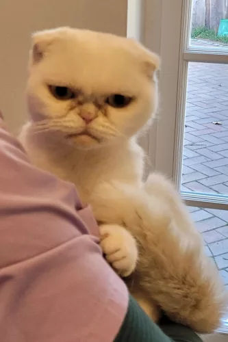 neuestes Tier in der Vermittlung