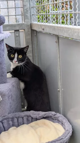 Beitragsbild ehemaliges Tier