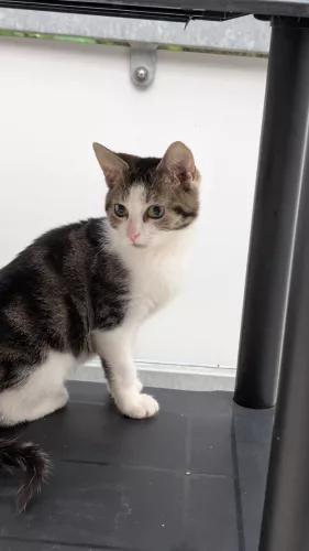 neuestes Tier in der Vermittlung