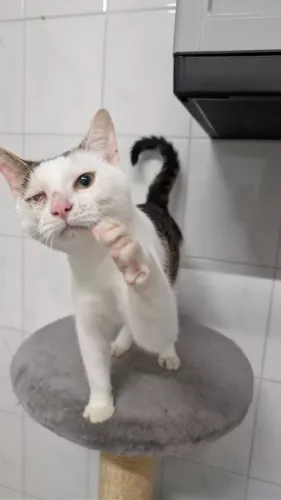 Beitragsbild ehemaliges Tier