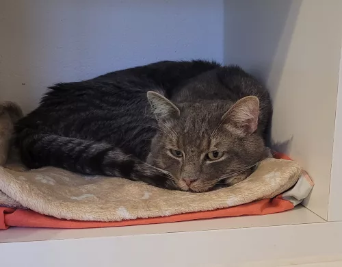 Beitragsbild ehemaliges Tier