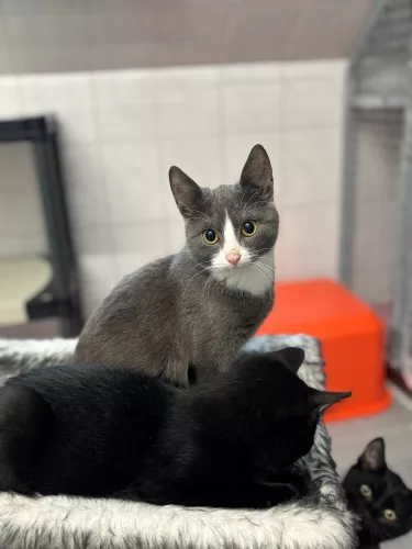 Beitragsbild ehemaliges Tier