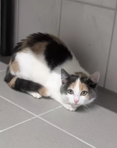 neuestes Tier in der Vermittlung