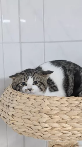 neuestes Tier in der Vermittlung