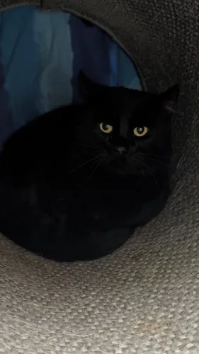 neuestes Tier in der Vermittlung