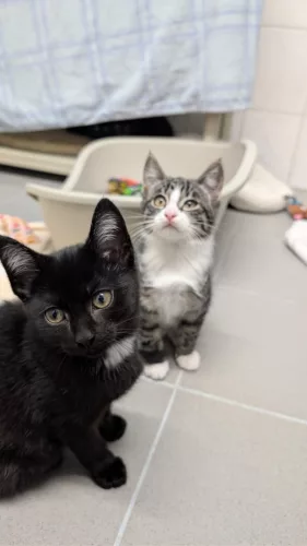 neuestes Tier in der Vermittlung