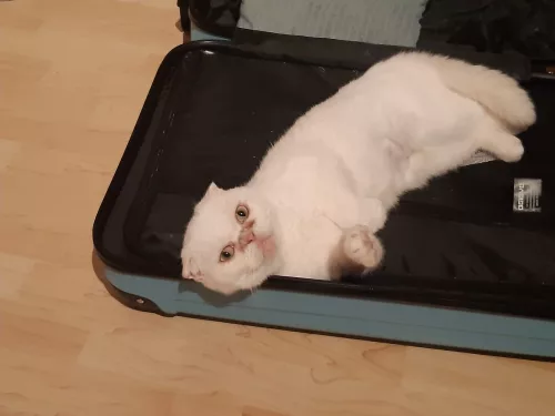 Beitragsbild ehemaliges Tier