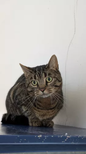 neuestes Tier in der Vermittlung