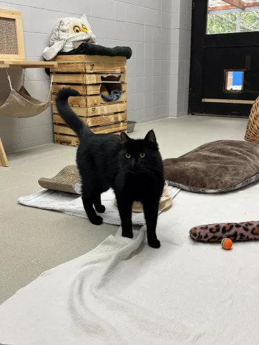 neuestes Tier in der Vermittlung