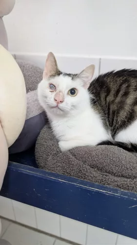 Beitragsbild Katze