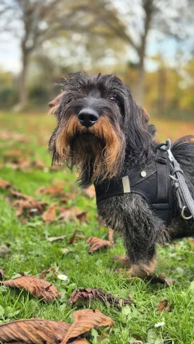 Beitragsbild ehemaliges Tier