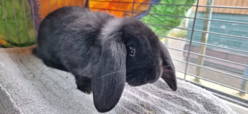 Beitragsbild Kleintier