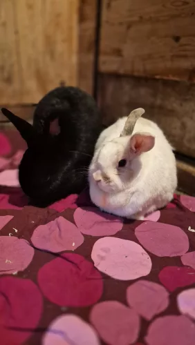 Beitragsbild Kleintier