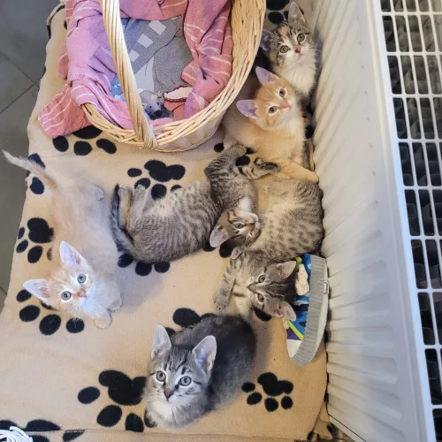 Beitragsbild ehemaliges Tier