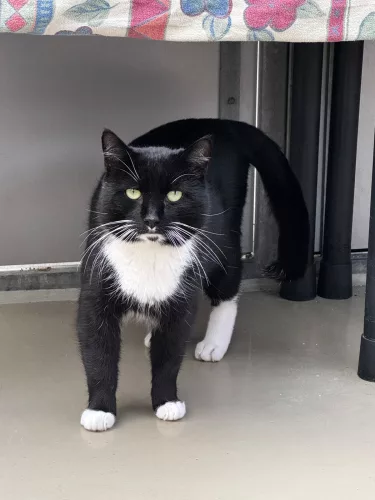 neuestes Tier in der Vermittlung