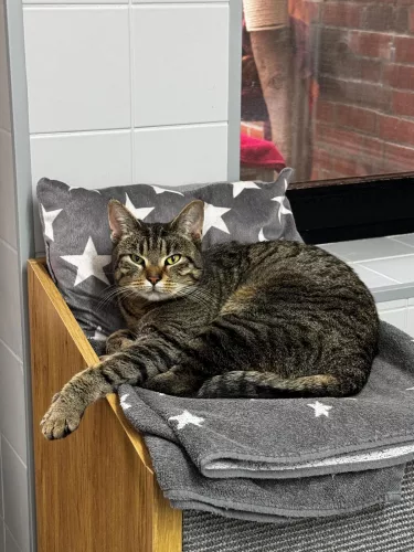 neuestes Tier in der Vermittlung