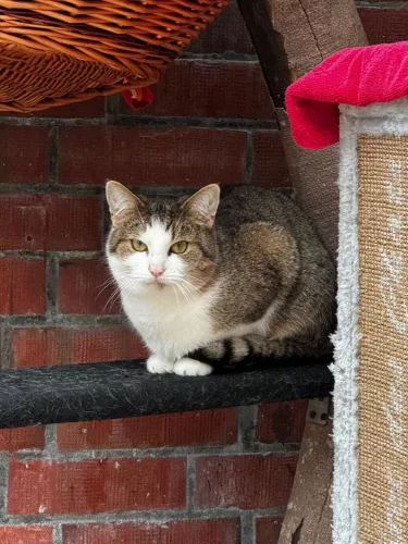 neuestes Tier in der Vermittlung