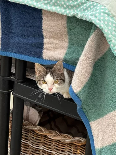 neuestes Tier in der Vermittlung