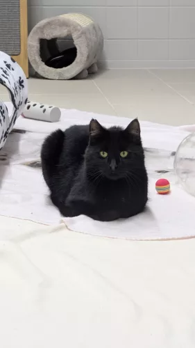 Beitragsbild ehemaliges Tier