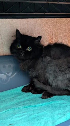 Beitragsbild ehemaliges Tier