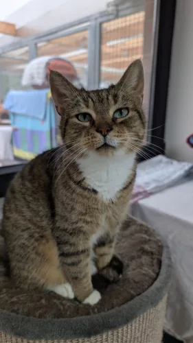 Beitragsbild ehemaliges Tier