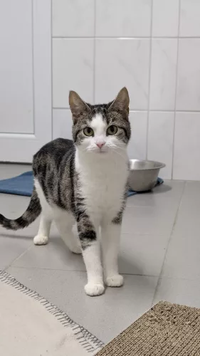 Beitragsbild ehemaliges Tier