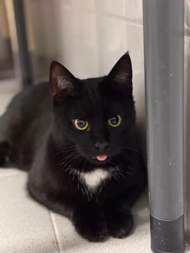 Beitragsbild ehemaliges Tier