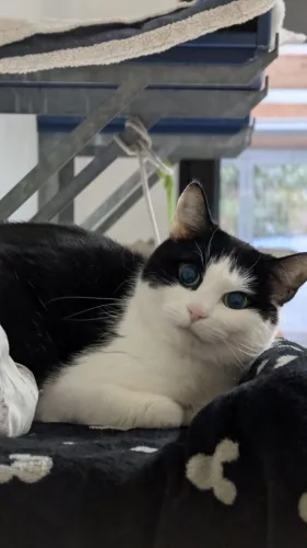 Beitragsbild ehemaliges Tier