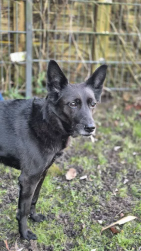 Beitragsbild ehemaliges Tier