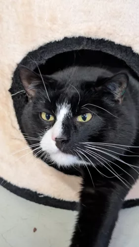 neuestes Tier in der Vermittlung