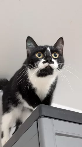 neuestes Tier in der Vermittlung