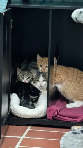 neuestes Tier in der Vermittlung