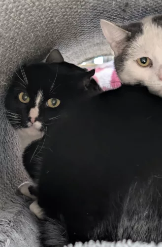 neuestes Tier in der Vermittlung