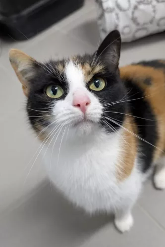 Beitragsbild ehemaliges Tier