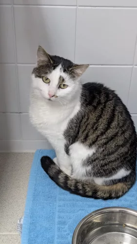 Beitragsbild ehemaliges Tier