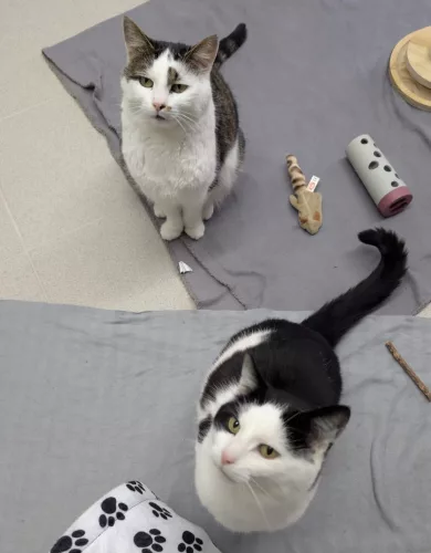 neuestes Tier in der Vermittlung