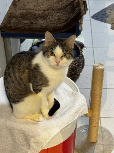 Beitragsbild ehemaliges Tier