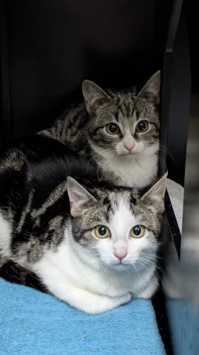 neuestes Tier in der Vermittlung