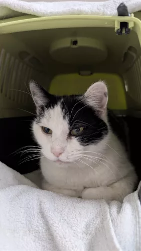 neuestes Tier in der Vermittlung