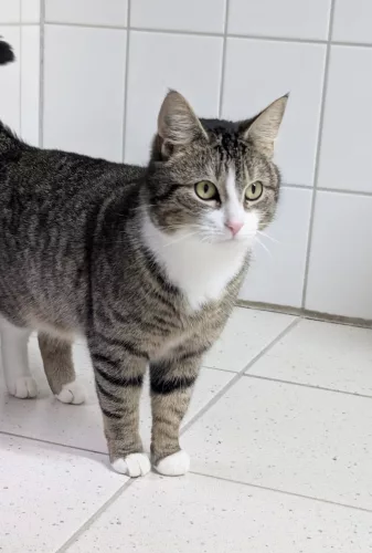 Beitragsbild ehemaliges Tier