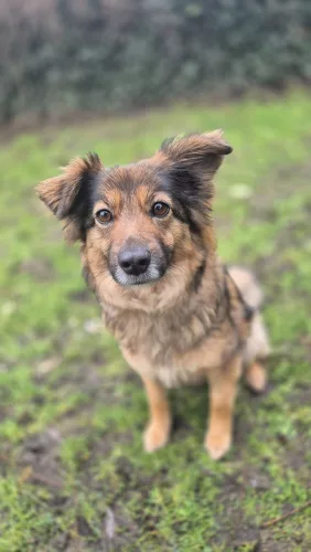 Beitragsbild ehemaliges Tier