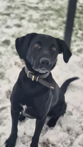 neuestes Tier in der Vermittlung