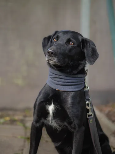 Beitragsbild Hunde