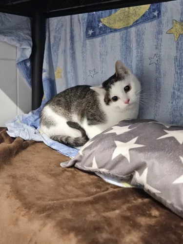 neuestes Tier in der Vermittlung