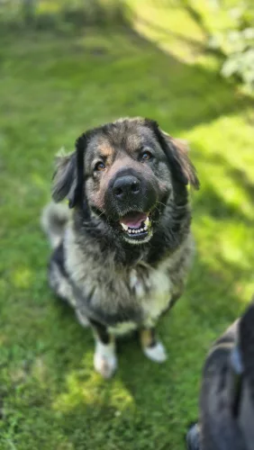 Beitragsbild Hunde
